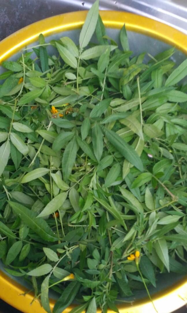 香城遺菇 - 乾芳香萬壽菊茶包
