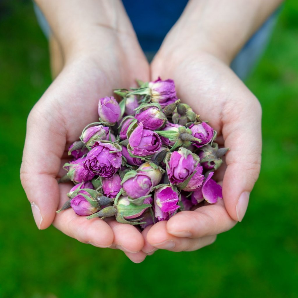 公平點 FAIR CIRCLE - 摩洛哥有機玫瑰花 25g