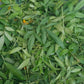 香城遺菇 - 乾芳香萬壽菊茶包